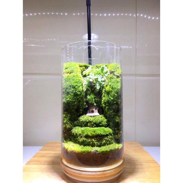 Bình tiểu cảnh Terrarium dùng trang trí bàn làm việc, học tập, quà tặng....