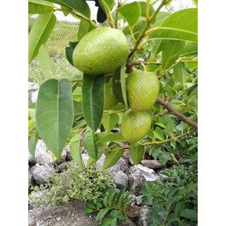 Trái Bình Bát Xanh Non 2kg OhKHON