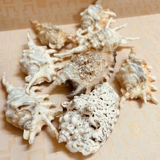 Phụ kiện trang trí bể cá