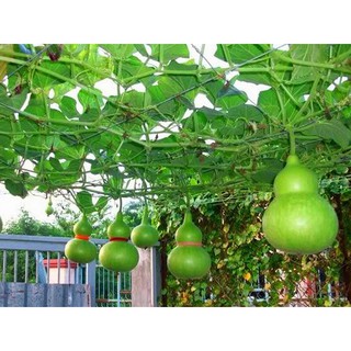 10 Hạt giống Bầu Hồ lô