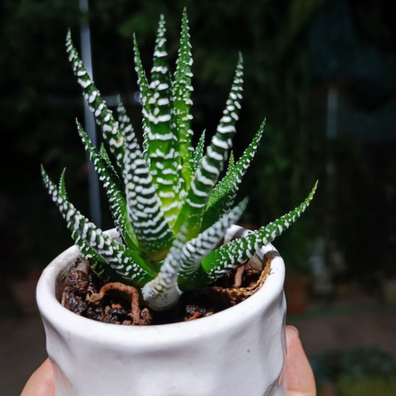 Sale 50%-Sen đá Haworthia Fasciata, móng rồng siêu đẹp😍
