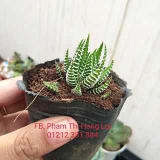 Sen đá Móng Rồng nhỏ