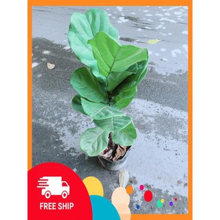 Bàng Singapore (cao 90cm, ngang 30cm)
