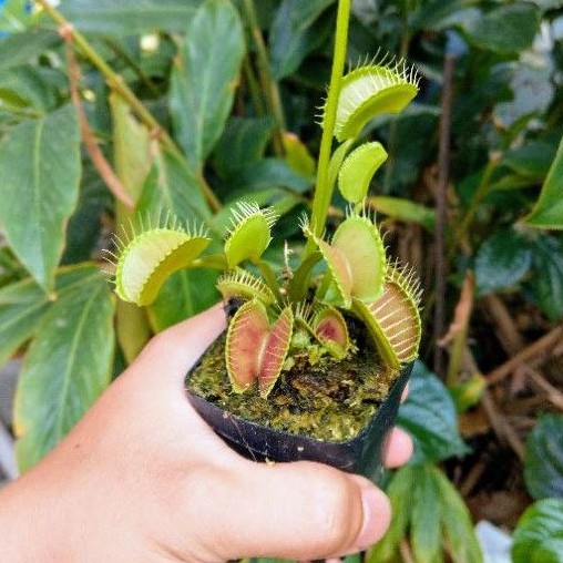 cây bẫy kẹp venus flytrap