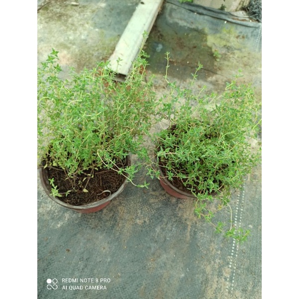 cây gia vị thyme