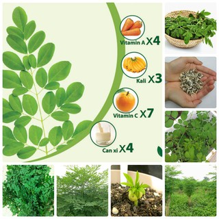 COMBO 3 GÓI HẠT GIỐNG RAU CHÙM NGÂY - Rau củ quả trồng tại vườn, sân thượng, nông trang, ban công