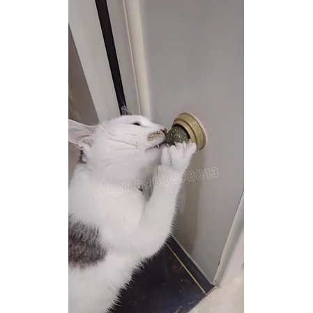 Catnip ball dán tường cho mèo mê mẩn xả stress- Đồ chơi hot tiktok