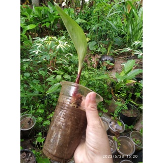 Ngải bún cây giống