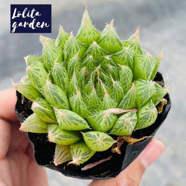 Sen đá dạ quang Đà Lạt size bé cây cảnh trang trí nhà cửa Lolita garden