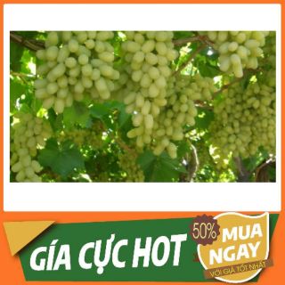 Cây nho pháp xanh .6 tháng ra quả .