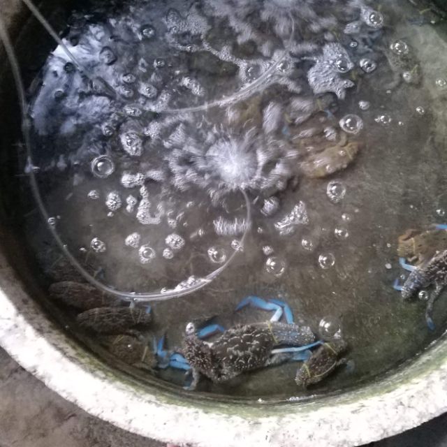 Ghẹ tươi sống giá rẻ