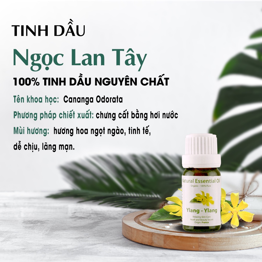 Tinh dầu xông phòng AROMA Hương Hoa Ngọc Lan Tây - Ylang &amp; Ylang 10ml