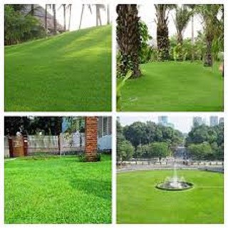 Hạt Cỏ Thảm Trang Trí Nhung Nhật 10gam - Tỷ lệ nảy mầm cao
