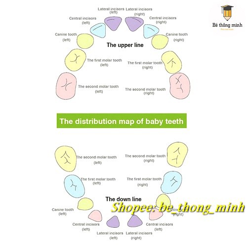 [chọn mẫu] Hộp lưu giữ răng xinh sau khi bé nhổ răng