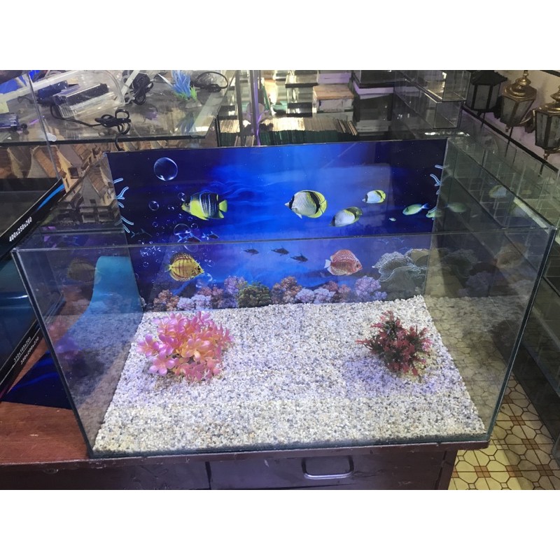 Bể cá dài 60cm rộng 35 cm cao 35cm tặng tranh và đồ trang trí