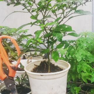 Cây giống Ớt ngũ sắc Bonsai