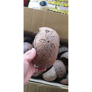 Chậu hoa lan gáo dừa size lớn