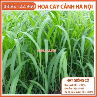 Hạt giống cỏ xả lá lớn Mobasa ghine - gói 1kg - cỏ chăn nuôi chất lượng cho cá, trâu, bò, dê....