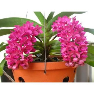 lan đai trâu(nghinh xuân,ngọc điểm) đang nứt nụ, hàng gửi di nguyên chậu có đủ mặt hoa, được chọn màu, gái siêu rẻ