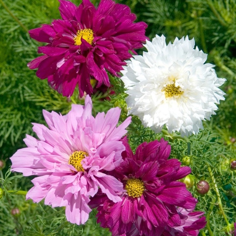 [1Lạng] Hạt Giống Hoa Sao Nhái Siêu Bông