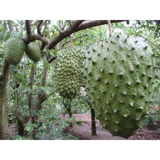 Cây giống mãng cầu xiêm