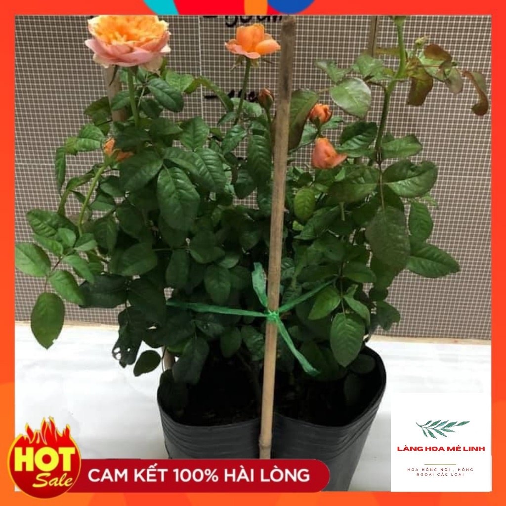 Hoa hồng ngoại cắt cành Vuvuzela Rose Hà Lan [ CÂY BỤI ] - giống hoa hồng tinh tế – Hài hòa – Độc đáo, màu cam cá hồi.