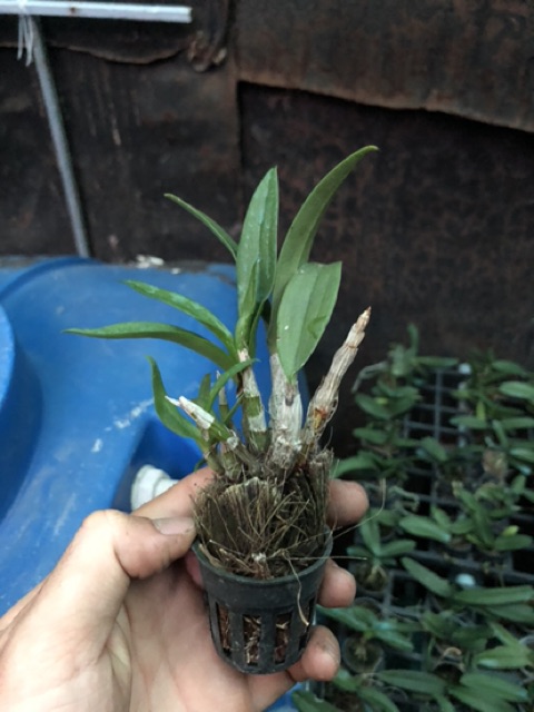 2 cây Denro mini thanh lý