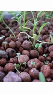 1 kg đất sét nung(sỏi nhẹ)
