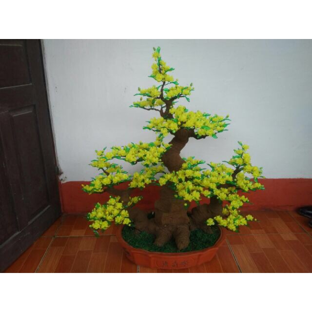 Goc bonsai cao 1.1m
