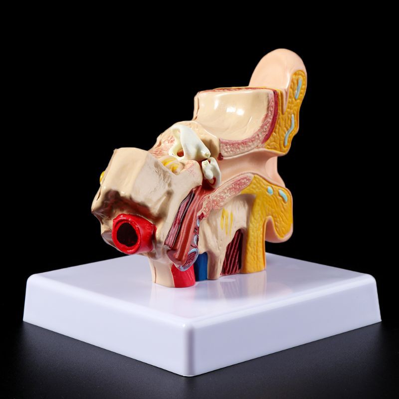 Mô hình dạy cấu trúc tai người cho y khoa