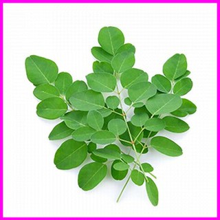 [ Hạt giống Rau] Gói 10 hạt giống Chùm Ngây - Mina Shop
