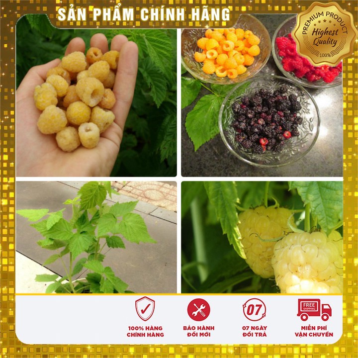Hạt giống mâm xôi vàng