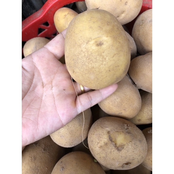 Khoai Tây to ngon, bở và hàng tươi ngon mỗi ngày đóng gói 1kg