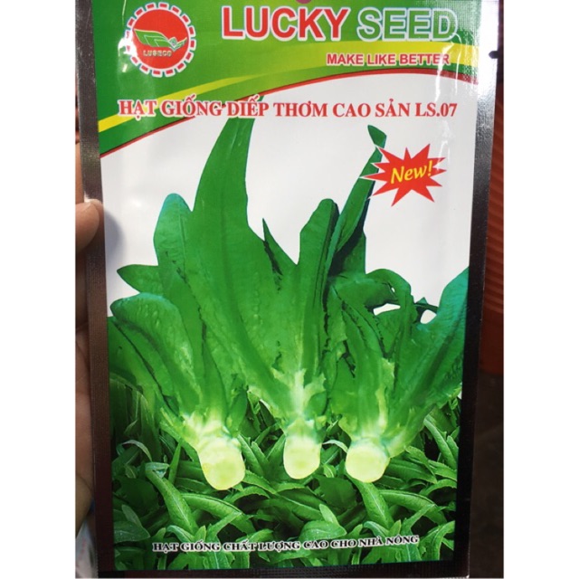 Hạt giống rau diếp thơm