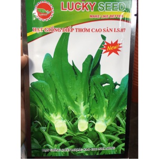 Hạt giống rau diếp thơm