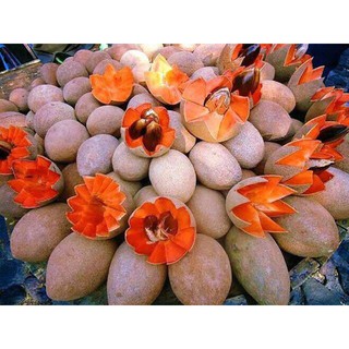 hồng xiêm thái lan
