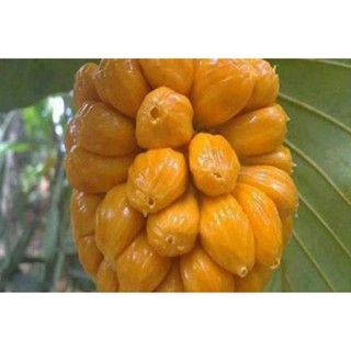 Cây Mít Tố Nữ >- nữ hoàng của các loại mít.