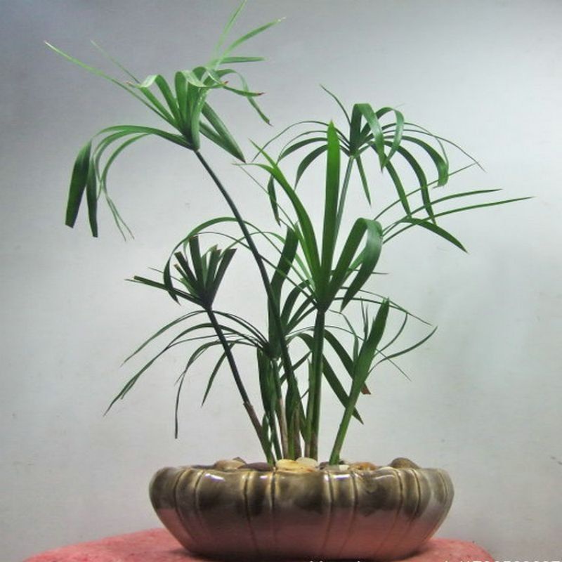 cây giống thủy trúc