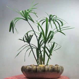 Cây giống thủy trúc