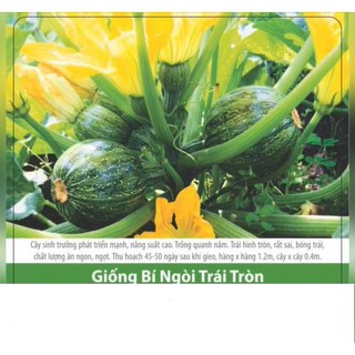 Hạt giống bí ngòi tròn sai trái 1gr