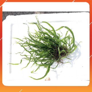 Dương xỉ lá kim - full lá nước