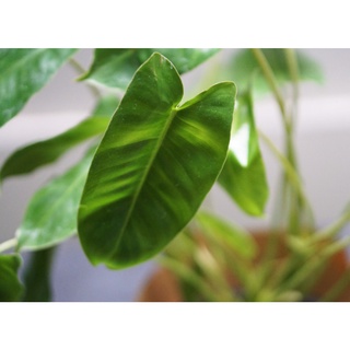 CÂY TRẦU BÀ TỶ PHÚ / BURLE MARX PHILODENDRON