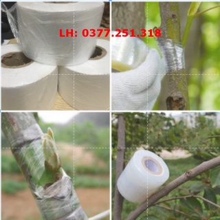 Giấy ghép cây tự hủy rộng 6cm băng keo ghép cây tự huỷ 1000m giúp bảo vệ mối ghép băng ghép cây, màng ghép cây, dây quấ
