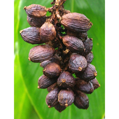 Thảo quả lào cai hàng chọn đã bẻ cuống 500g -1kg