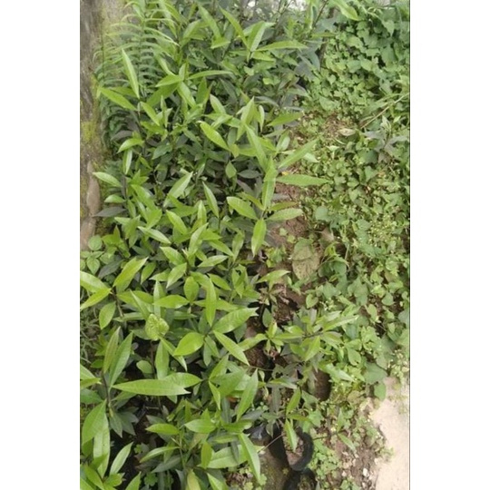 Cây giống lá vối nếp ngọt