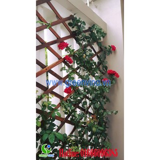 Già cây leo quả trám gỗ xoan đào ngâm chống mối mọt kt 60*180cm