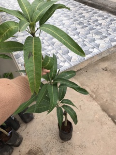 Cây Xoài Thái Tím