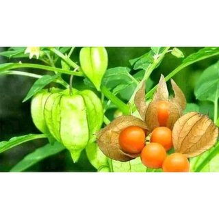 5 cây thù lù hay tầm bóp