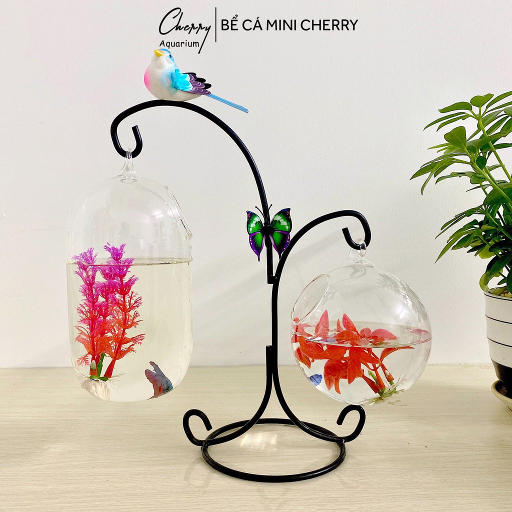 Bể Cá Mini Đôi X Mã 10 + Bình Thủy Tinh Dưa 20cm + Tròn 12cm ( Tặng Kèm Phụ Kiện )