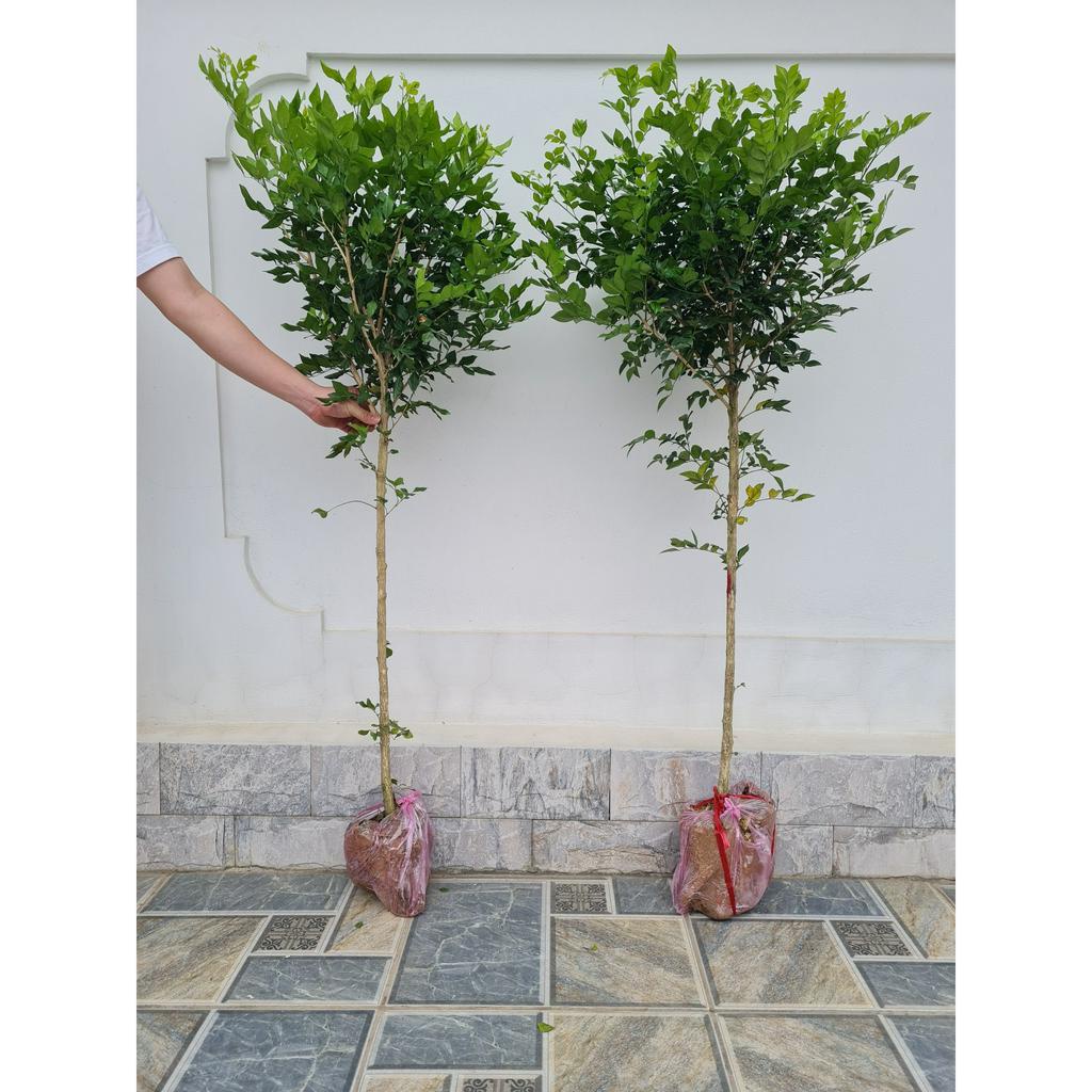 Cây nguyệt quế thoát thân cao 1.2 đến 1.5m , nguyệt quế bonsai